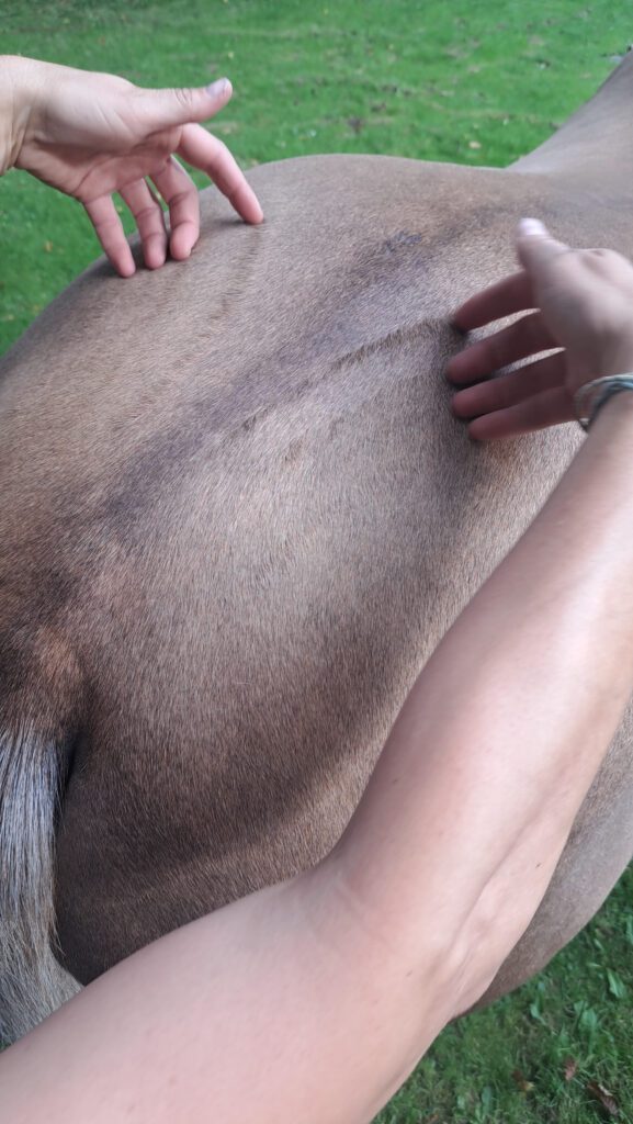 Raindrop Behandlung bei einem Pferd